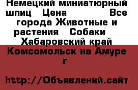 Немецкий миниатюрный шпиц › Цена ­ 60 000 - Все города Животные и растения » Собаки   . Хабаровский край,Комсомольск-на-Амуре г.